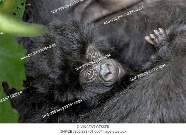 Very young Mountain gorilla (Gorilla beringei beringei) watching, Virunga National Park, Rwanda