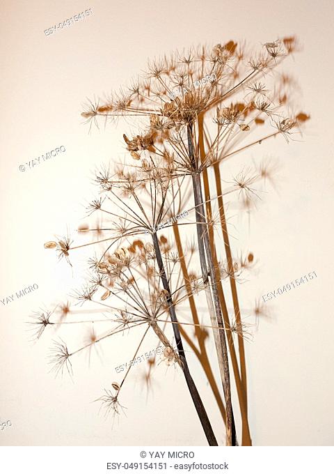 dead plant tree stem on white background shadow ornament pretty; essex; england; uk