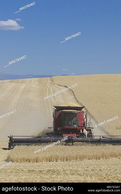 A combine harvester working across a field, driving across the undulating landscape, cutting the ripe wheat crop to harvest the grain