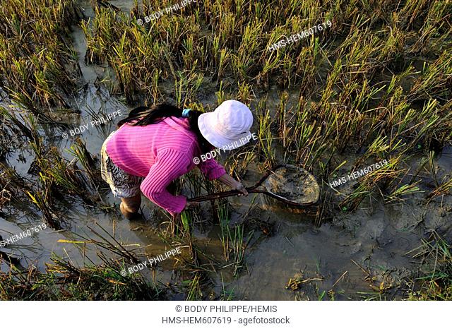 Vietnam, Ninh Binh Province, Cuc Phuong National Park, Ban Hieu, woman of Thai ethnic group fishing in the rice fields after the harvest