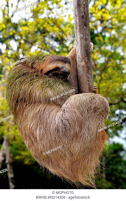 brown-throated sloth Bradypus variegatus, hanging at the end of a branch , Costa Rica
