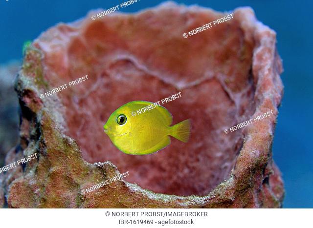 Blue Tang (Acanthurus coeruleus), yellow juvenile form, hiding in sponge, Saint Lucia, St. Lucia Island, Windward Islands, Lesser Antilles, Caribbean