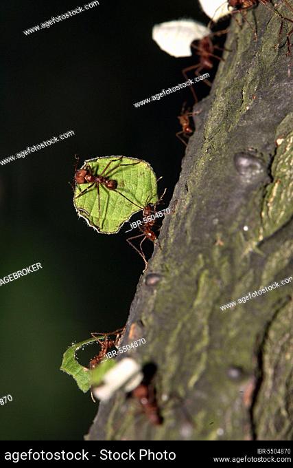 Leaf-cutting ants bearing leaves (Atta cephalotes)