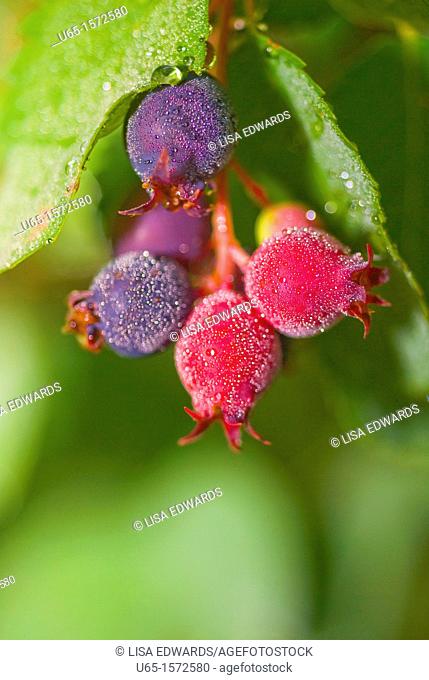 Colorful berries