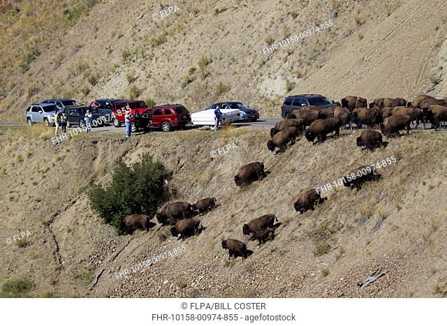 North American Bison (Bison bison) adult males, females and calves, herd on road causing traffic jam, Yellowstone N.P., Wyoming, U.S.A., September
