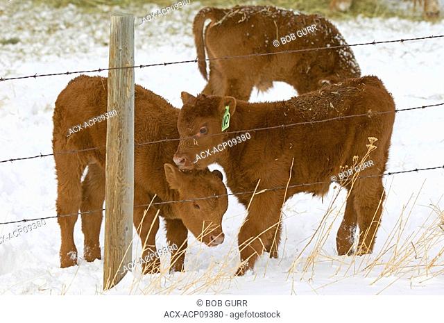 Red Angus Bos taurus Calves males  Only a few days old calves begin to socialize with each other while exploring their surroundings  Ranch, southwest Alberta