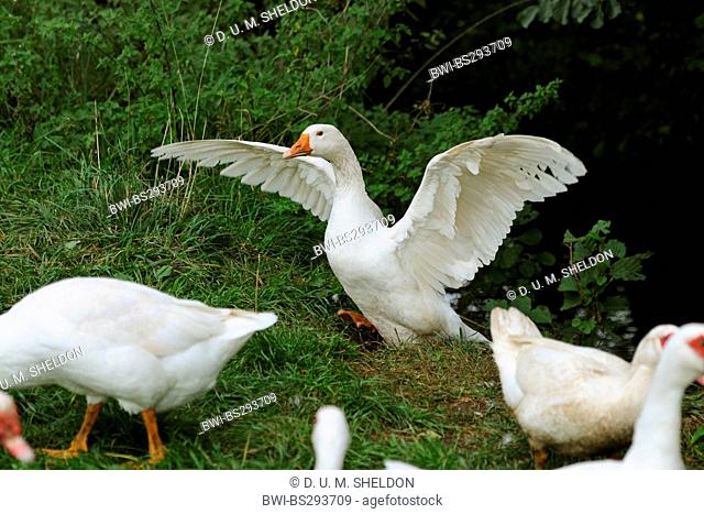 domestic goose (Anser anser f. domestica), flapping wings, Germany, Bavaria