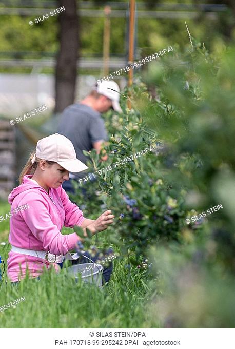 Harvest helpers pick blueberries at a blueberry plantain in Wedemark, Germany, 18 July 2017. In order to keep starlings away from the blueberries