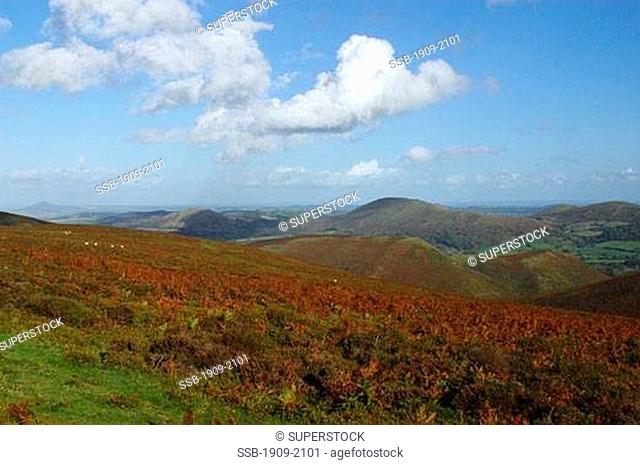Shropshire Hills of the Lawley and Caer Caradoc looking from the Long Mynd near Church Stretton Shropshire England UK GB Europe British Isles Great Britain...