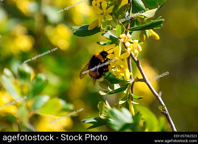 Bumblebee on the flowers of golden currant. Plant pollination by insects