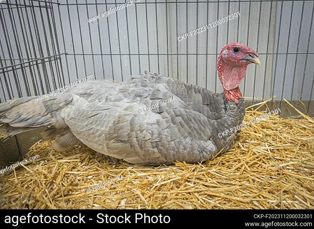 Czech Wild Turkey breed, Meleagris gallopavo f. domestica, at the National exhibition of farming animals Animal breeding 2023 in Lysa nad Labem