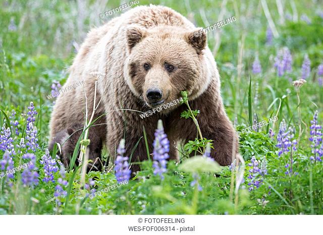 USA, Alaska, Lake Clark National Park and Preserve, Brown bear