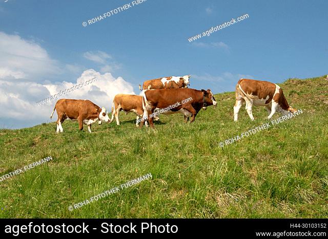 Kühe auf der Stoißer Alm auf dem Teisenberg im Grenzgebiet der Gemeinden Anger - Teisendorf, Deutschland
