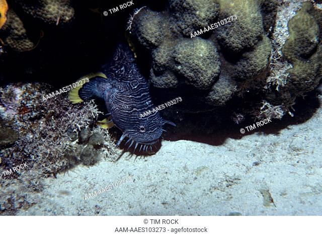 Splendid Toadfish - rare (Sanopus splendidus) noctural - Cozumel Mexico