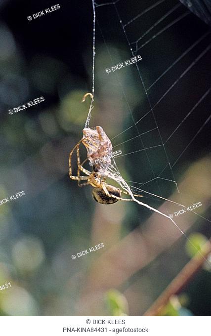spider Araneus spec