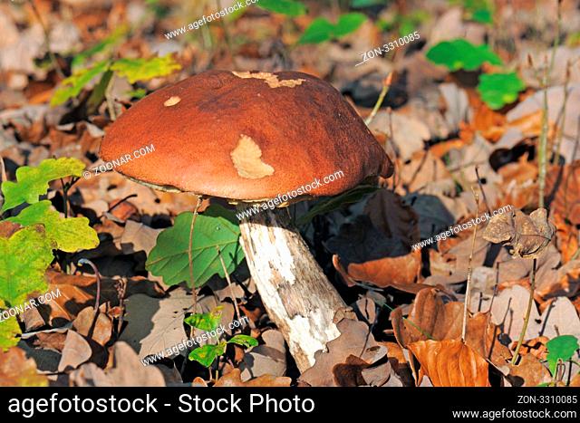 Close up of a porcini mushroom in a forest