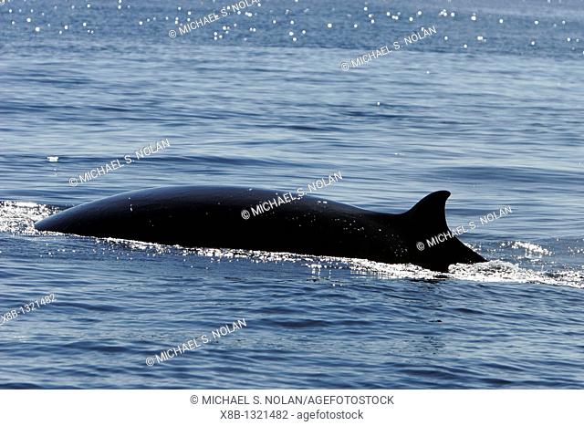 Adult Bryde's Whale Balaenoptera edeni surfacing in the upper Gulf of California Sea of Cortez, Mexico  Note the three rostral ridges