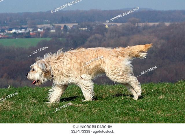 Catalan Sheepdog-Mix. Three years old bitch running on a meadow