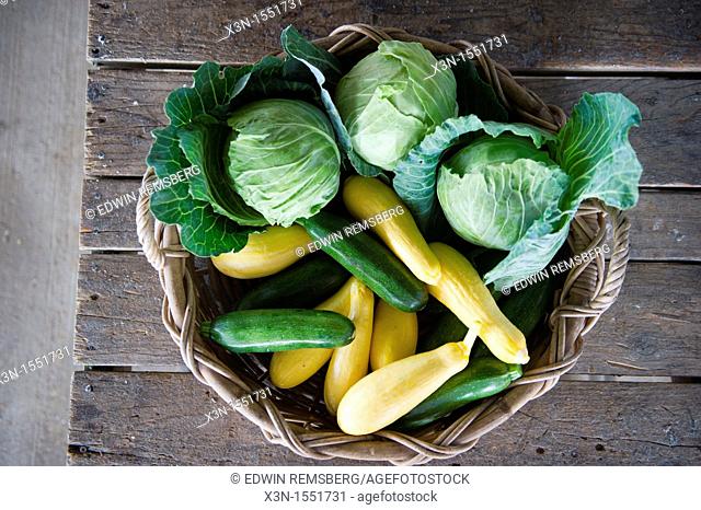 Basket of cabbage, squash and zucchini