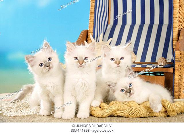 four Sacred cat of Burma kittens in front of beach chair