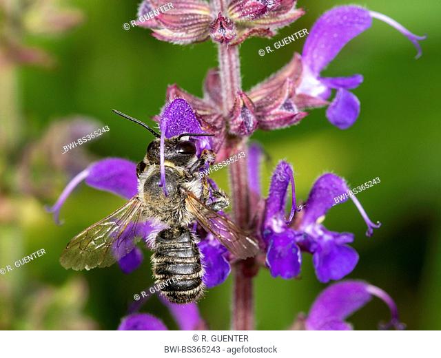 Leafcutter bee, Leafcutter-bee (Megachile ericetorum, Chalicodoma ericetorum, Pseudomegachile ericetorum), male foraging on Sage (Salvia), Germany