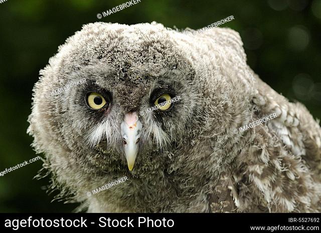 Great grey owls (Strix nebulosa), owls, animals, birds, owls, Great Grey Owl chick, close-up of head (captive)