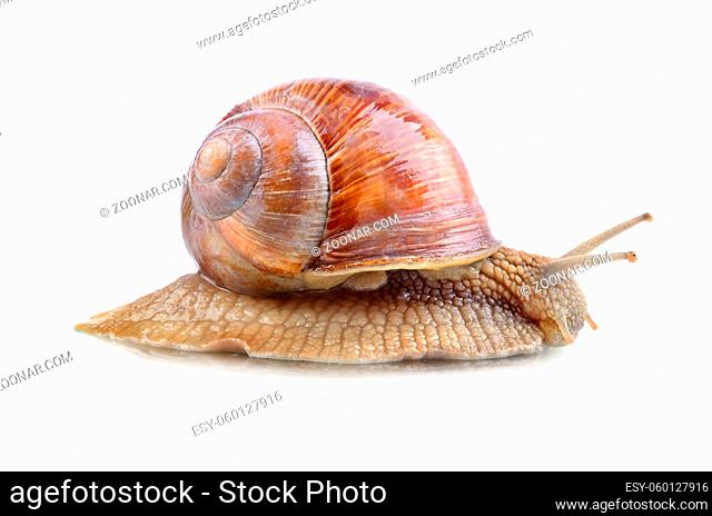 Crawling garden snail on a white background