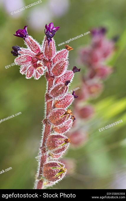 Close up view of the beautiful Red Monkswort (Nonea vesicaria) flower