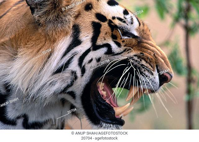 Tiger (Panthera tigris). India