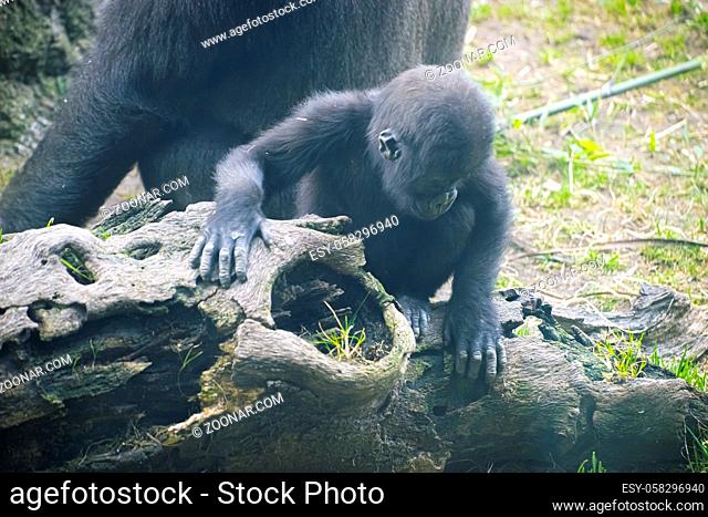huge and powerful gorilla, natural environment, Gorilla Mother and the baby portraits