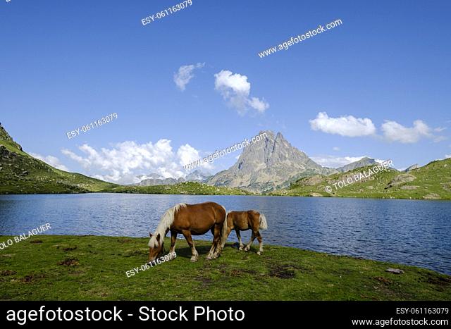 horses front Midi d Ossau, Gentau lake, Ayous lakes tour, Pyrenees National Park, Pyrenees Atlantiques, France