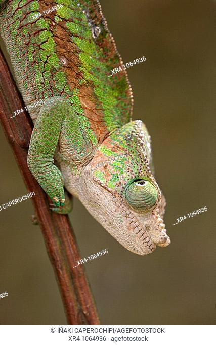 Chameleon, Andasibe, Toamasina, Madagascar