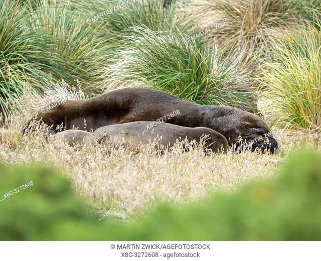 Bull and female in tussock belt. South American sea lion (Otaria flavescens, formerly Otaria byronia), also called the Southern Sea Lion or Patagonian sea lion