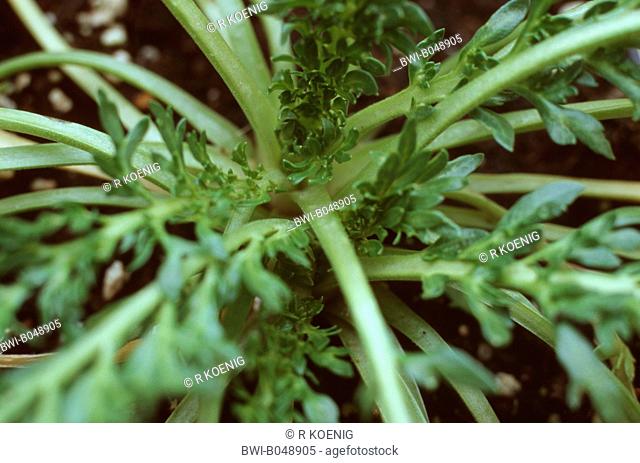 Maca Lepidium mayenii, Lepidium peruvianum, leaves