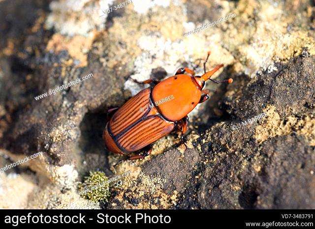Palm weevil (Rhynchophorus ferrugineus) is a beetle native to tropical Asia and introduced in Mediterranean region. This photo was taken in Barcelona city