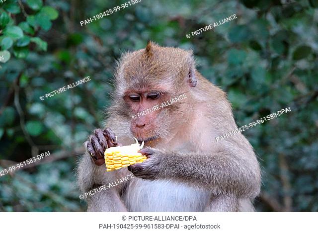 04 March 2019, Thailand, Takua Thung: A macaque monkey holds food at Wat Suwan Kuha, also called Wat Tham (""cave temple"")