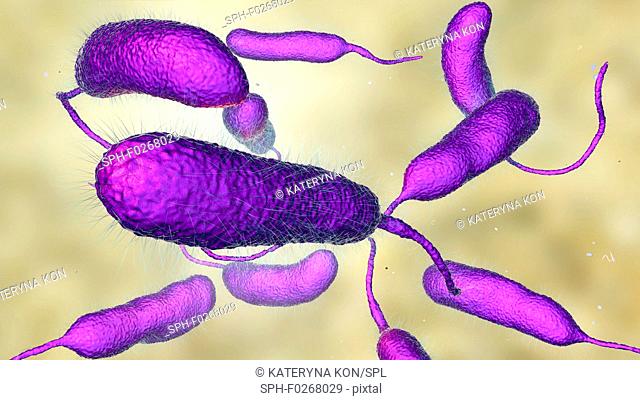 Vibrio vulnificus bacteria, computer illustration. This Gram-negative rod- shaped motile bacteria is found in sea water. It can cause disease if ingested in...