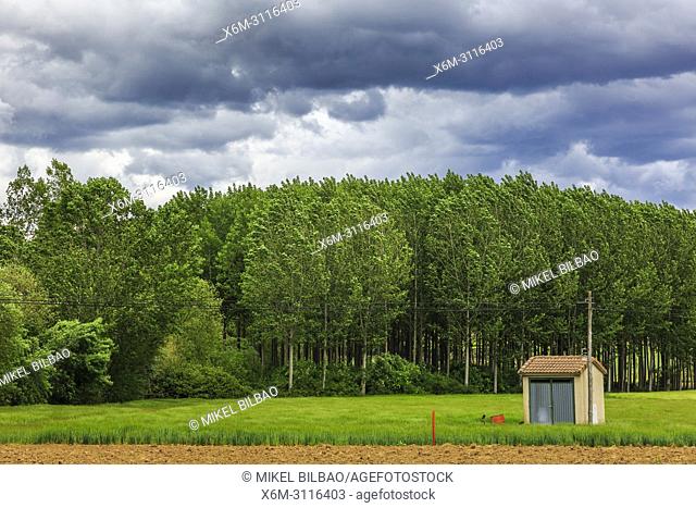 Poplar grove and cereal land. Murieta, Navarre, Spain, Europe