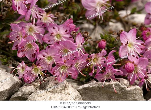 Dwarf Alpenrose Rhodothamnus chamaecistus close-up of flowers, Dolomites, Northern Italy