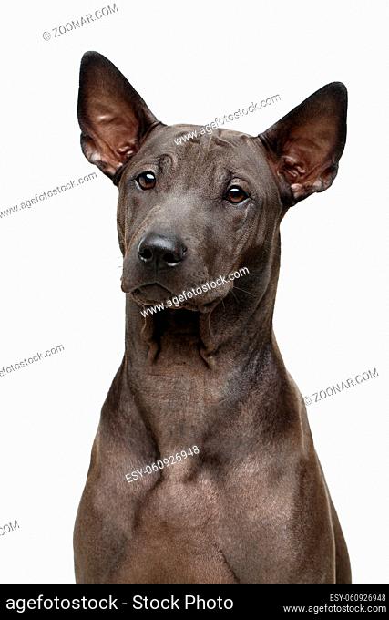 beautiful bacl thai ridgeback puppy dog with super short fur hair. studio shot isolated on white background. copy space