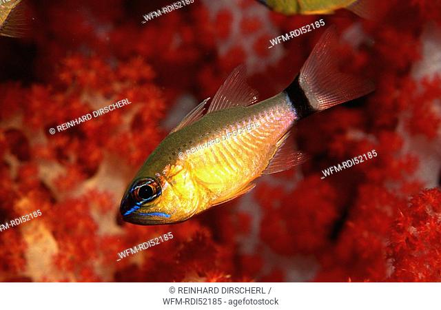 Golden cardinalfish, Apogon aureus, Pacific ocean, Papua New Guinea