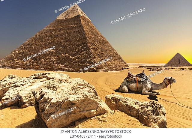 A camel by the Pyramid of Chephren, Giza, Egypt