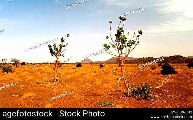 Landscape with the Calotropis procera plant aka Sodom apple or stabragh or rubber bush at Adrar, Sahara, Mauritania