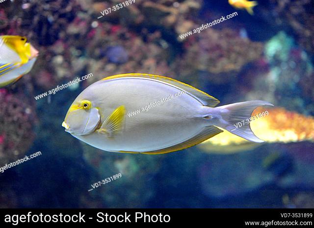 Yellowfin surgeonfish (Acanthurus xanthopterus) is a sea tropical fish native to coral reefs