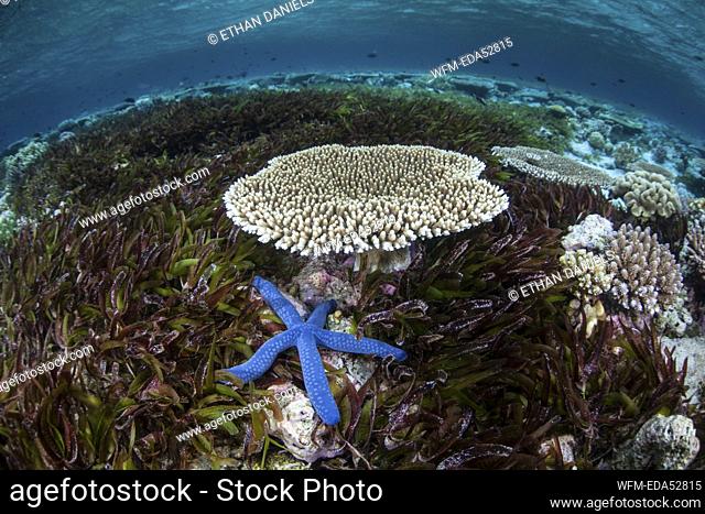 Blue Starfish in Seagras Bed, Linckia laevigata, Wakatobi, Celebes, Indonesia