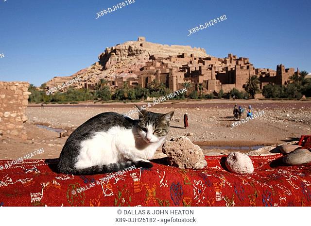 Africa, North Africa, Morocco, Atlas Region, Ouarzazate, Ait Benhaddou, Kasbah, Cat