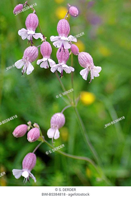 bladder campion, maiden's tears (Silene vulgaris), blooming, Austria, Tyrol, Lechtaler Alpen
