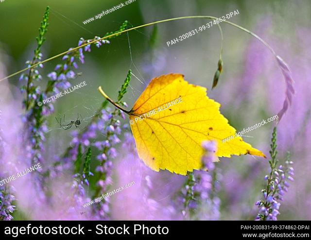 31 August 2020, Brandenburg, Briesen: A yellow-coloured leaf of a birch tree hangs in a spider's web between flowering heather plants in a forest