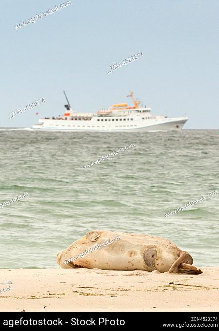 A common seal is watching the passing of a ship at Helgoland