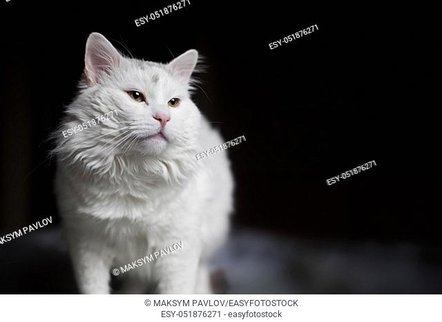 A beautiful white cat is standing on the bed and looking forward with interest and curiosity on dark background
